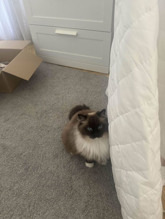 Fluffy adopted cat with blue eyes sitting on a carpet near a white bedspread, enjoying a new home environment.
