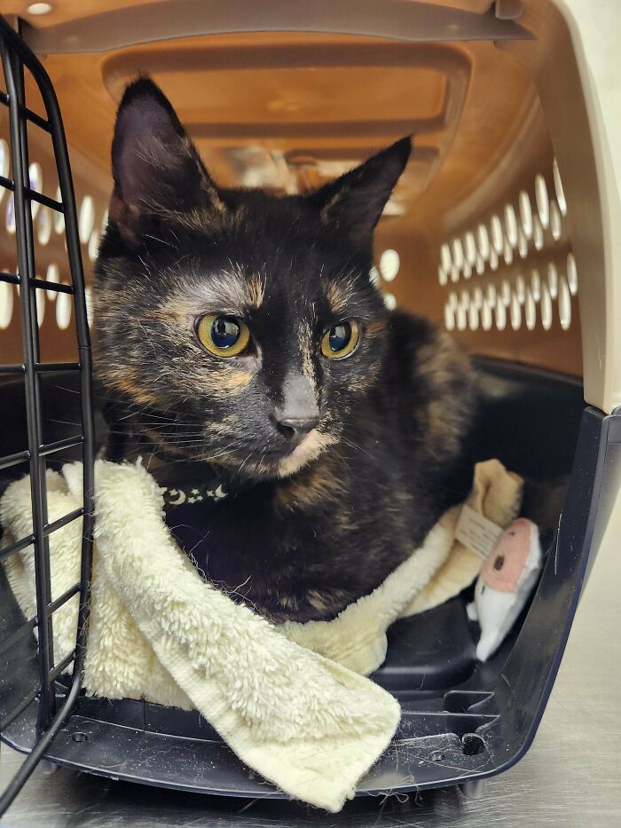 Tortoiseshell cat resting inside a pet carrier, showing calmness and comfort after adoption in a new home.