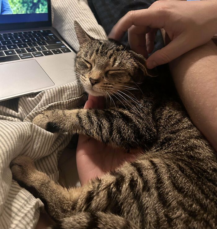 Tabby cat showing joy and comfort while being petted by a person in a cozy home setting with a laptop nearby.