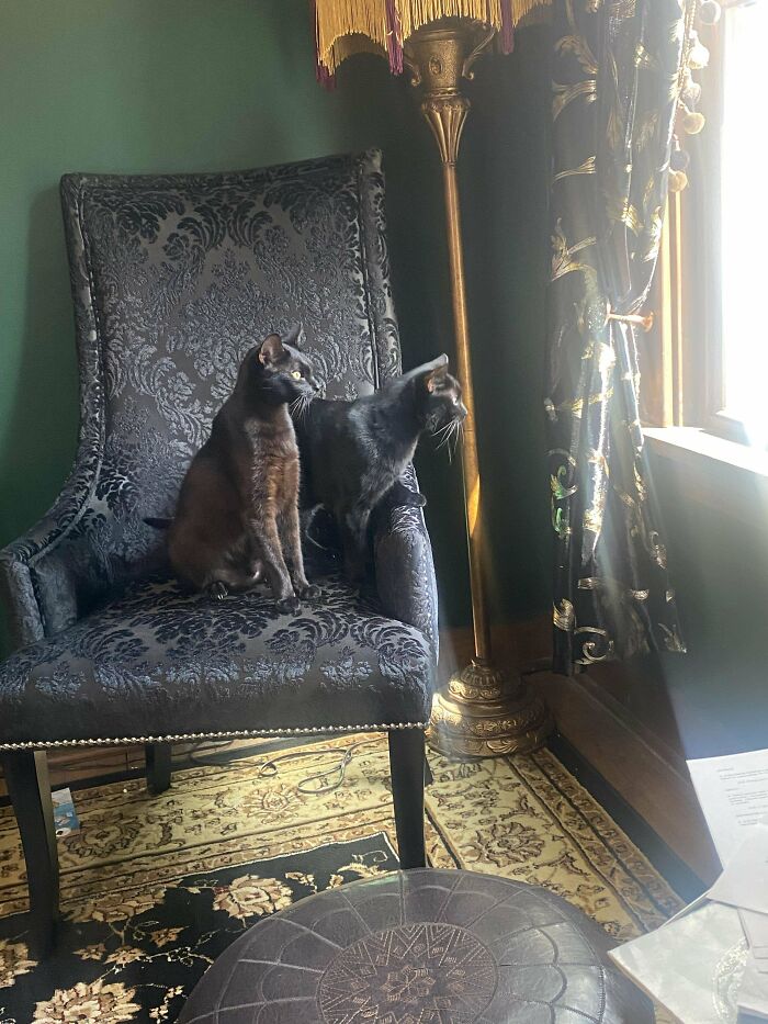 Two adopted black cats sitting on a patterned chair, peacefully looking out a sunlit window in their new home.