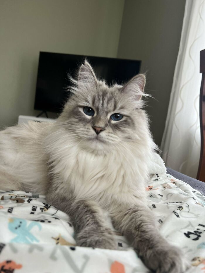 Fluffy gray and white adopted cat with blue eyes relaxing on a patterned blanket, enjoying its new joyful home.