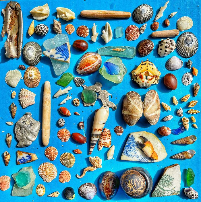 Collection of unusual shells, sea glass, and pottery shards showcasing interesting and unusual collections in homes.