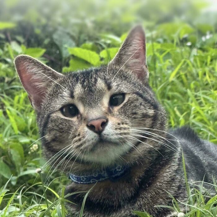 Tabby cat with a blue collar resting in green grass, showing joy as an adopted pet in a new home.