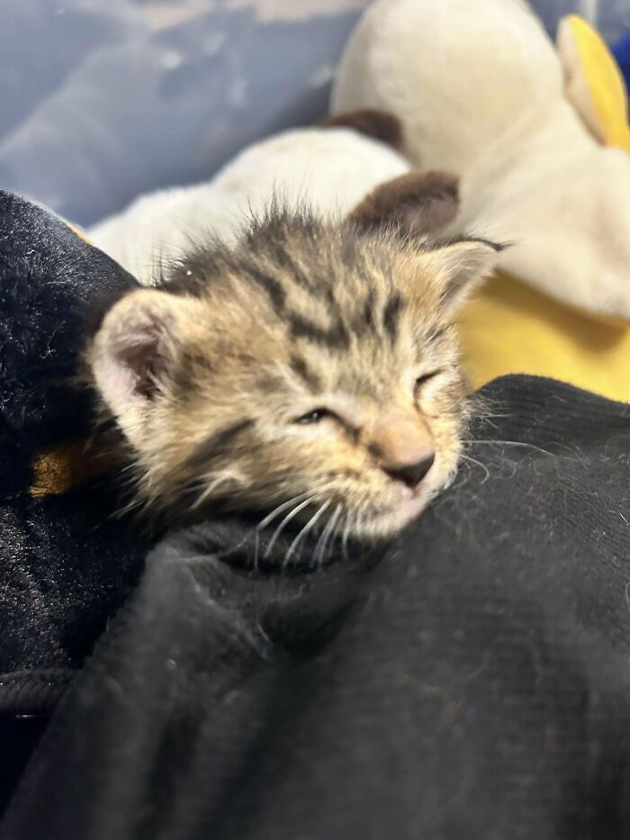 Newly adopted kitten resting peacefully, showcasing the joy of adopted pets finding comfort in their new homes.