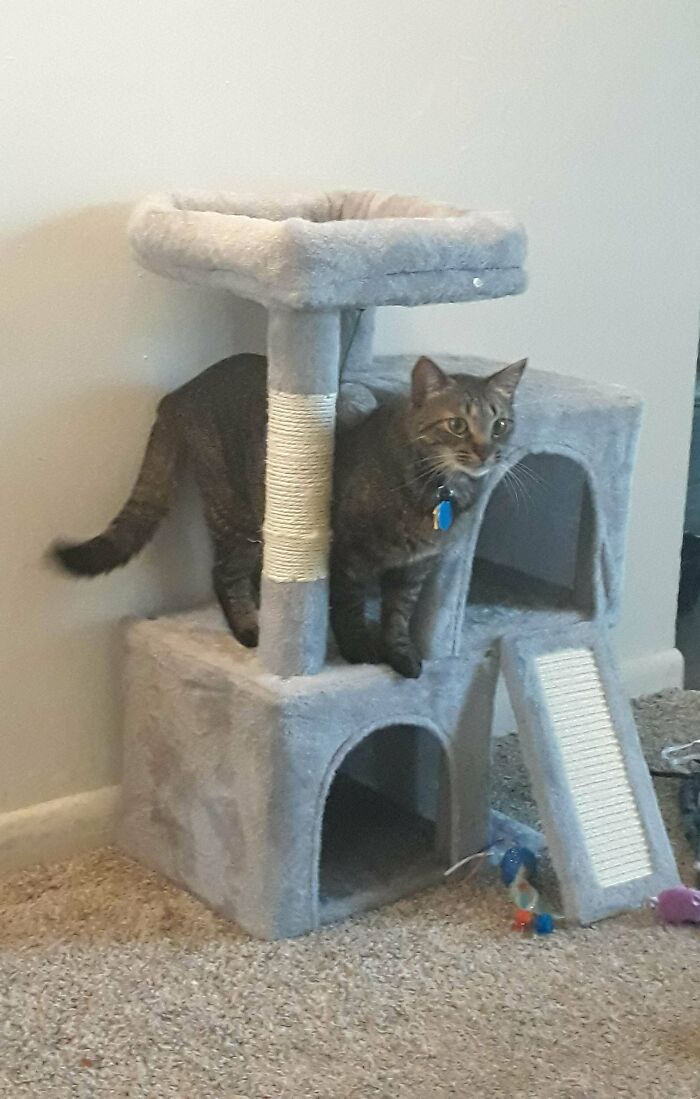 Tabby cat exploring a gray cat tree with scratching post and cozy nooks, showing joy in its adopted pet new home.