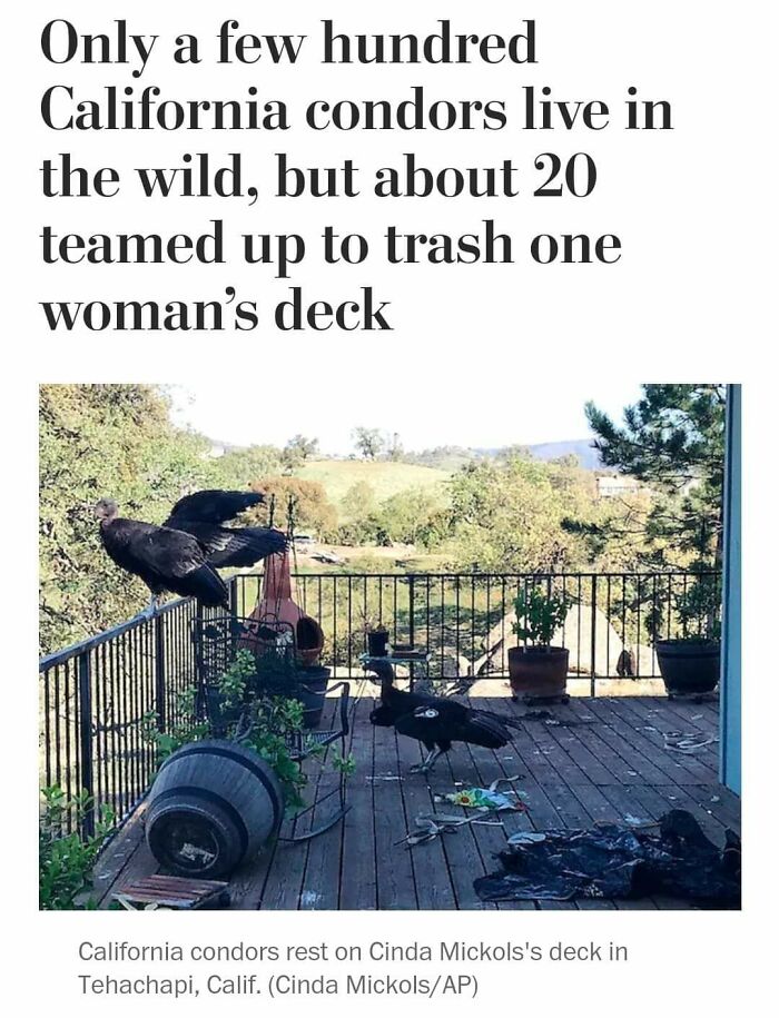 About 20 California condors trash a woman’s deck, showing people becoming main characters in the worst and hilarious way possible.