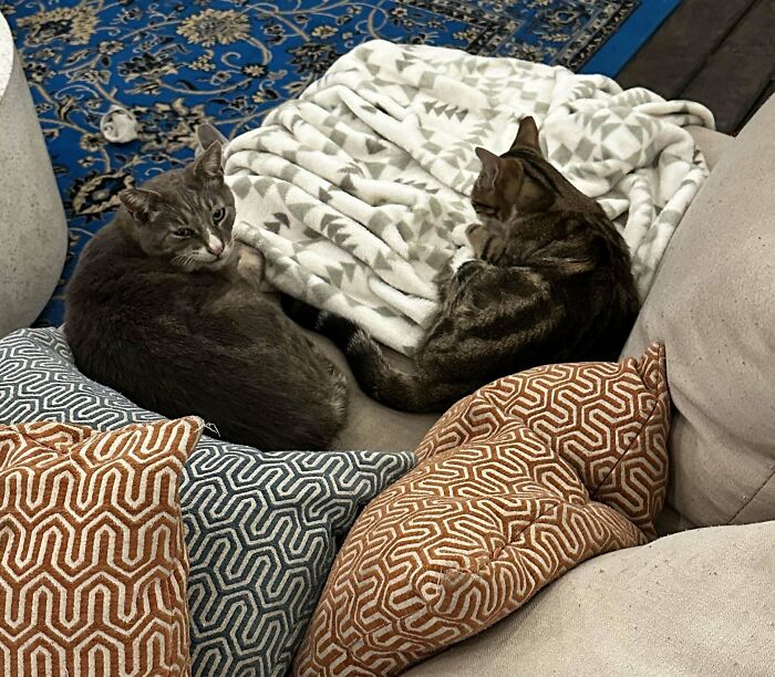 Two adopted cats resting comfortably on a couch with patterned pillows, showing joy in their new home.
