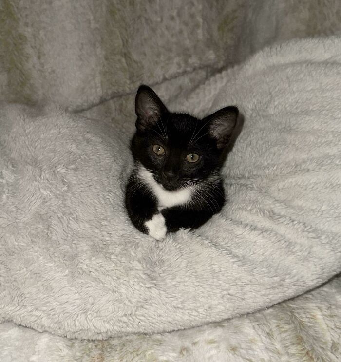 Black and white kitten resting comfortably on a soft blanket, showcasing joy in a new adopted pet home.
