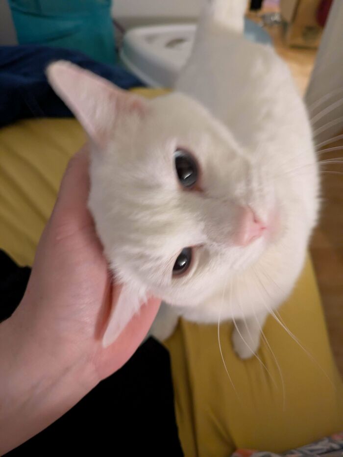White cat being petted, showing joy and affection, representing adopted pets enjoying their new homes.