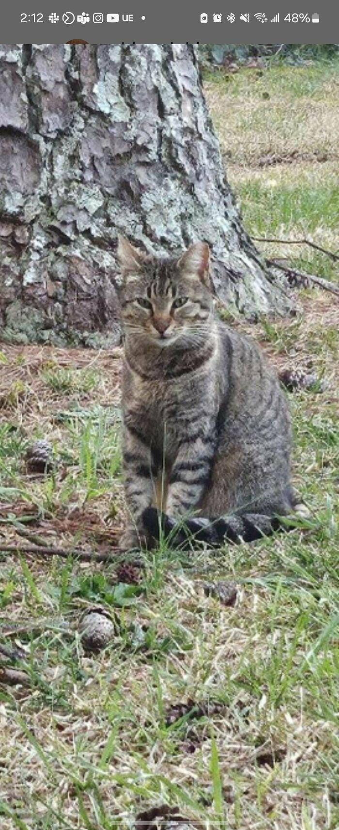 Tabby cat sitting on grass near tree trunk, one of the adopted pets finding joy in its new home outdoors.