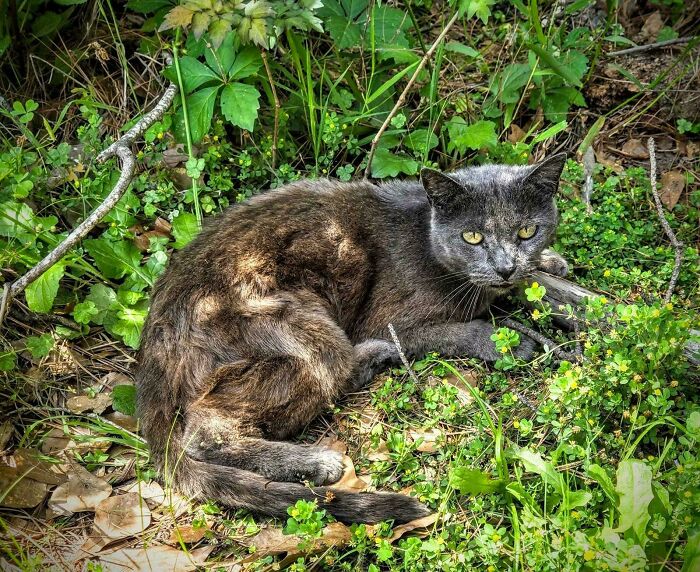 Adopted pet cat resting peacefully in a green garden, showcasing happiness and comfort in its new home.