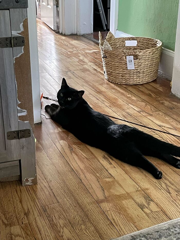 Black cat stretched out on wooden floor near woven basket, showing joy in a new home after adoption.