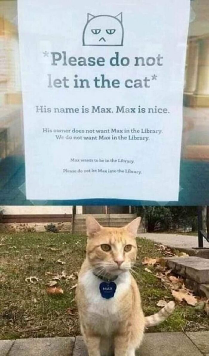 Orange and white cat named Max sitting outside a library with a sign asking not to let the cat in, funny main characters moment.