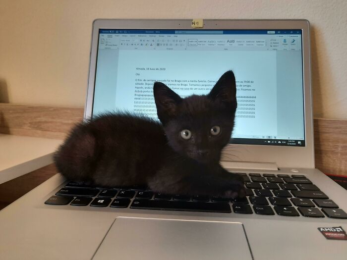 Black kitten lying on laptop keyboard with a document open, a funny work-from-home moment captured.