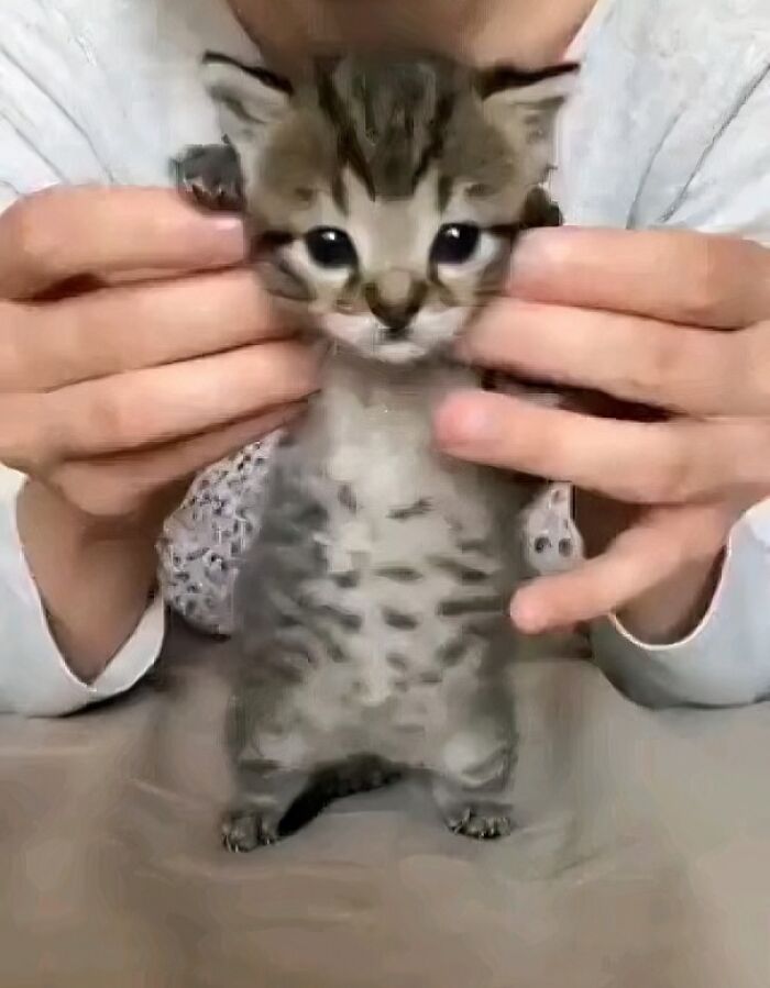 Kitten standing upright with ears held up by hands, showcasing a funny cat virus.exe malfunction moment.