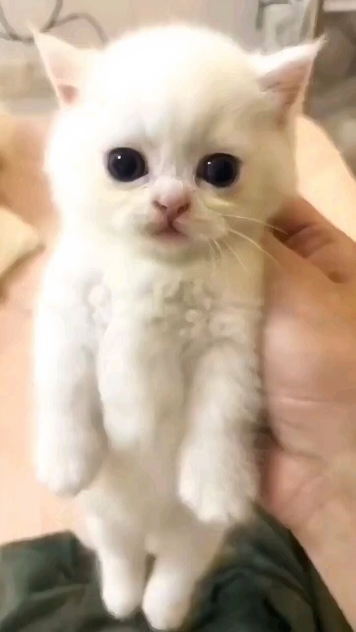 White kitten with wide eyes held upright, showing a cute and malfunctioning cat moment from Cat Virus.Exe collection.