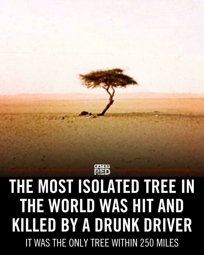 A lone isolated tree in a barren desert, symbolizing main character moments gone hilariously and tragically wrong.