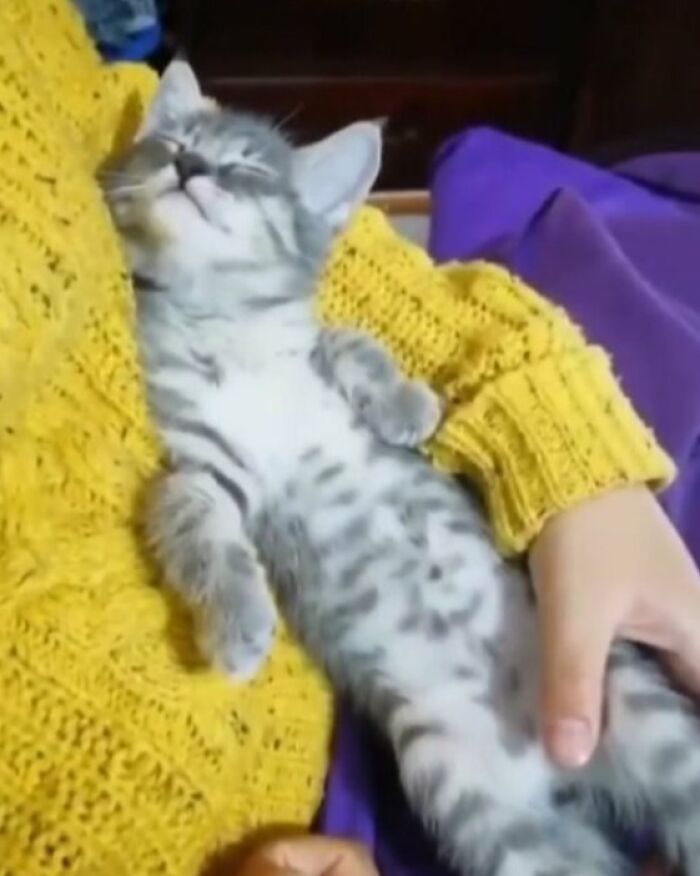 Gray spotted kitten lying relaxed on person wearing a yellow sweater, illustrating cat virus.exe malfunction humor.