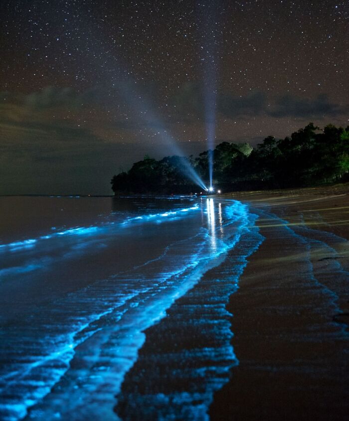 Bioluminescent waves glowing blue along the shore under a starry sky, showcasing rare natural phenomena at night.