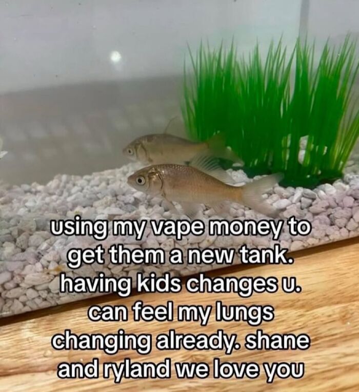 Two fish in a tank with text about using vape money to buy a new tank, reflecting chaotic memes about life changes.