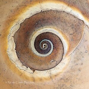 nicolebrookus_2 avatar