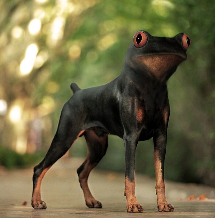 Dog with frog-like eyes standing on a path, showcasing hilarious Photoshop skills in a creative and surreal style.