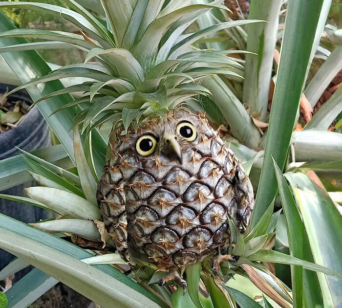 Pineapple with an owl face and feet, showcasing hilarious Photoshop skills in a creative and amusing plant-art design.