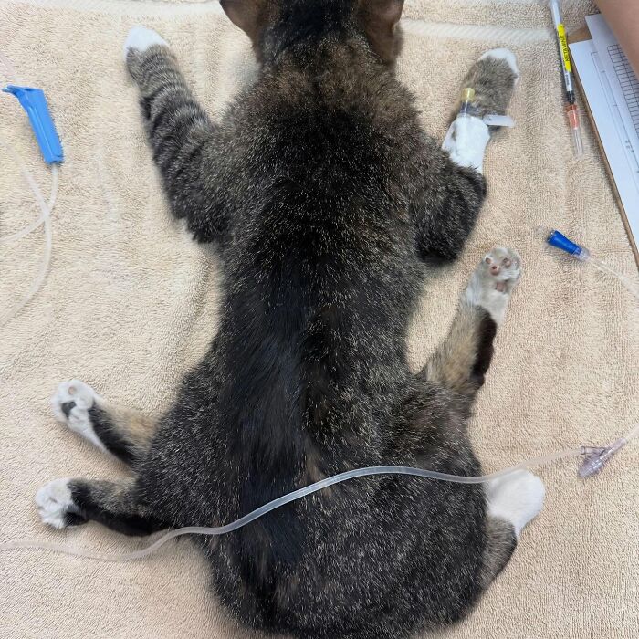 Kitten born with 6 legs lying on a towel with medical tubes attached during recovery from surgery.