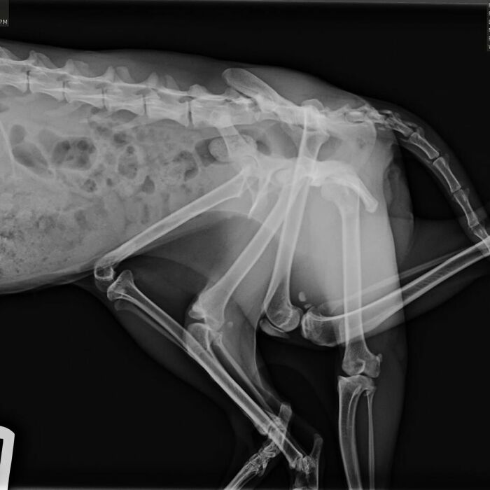 X-ray image showing the skeletal structure of a kitten born with six legs before undergoing life-changing surgery.