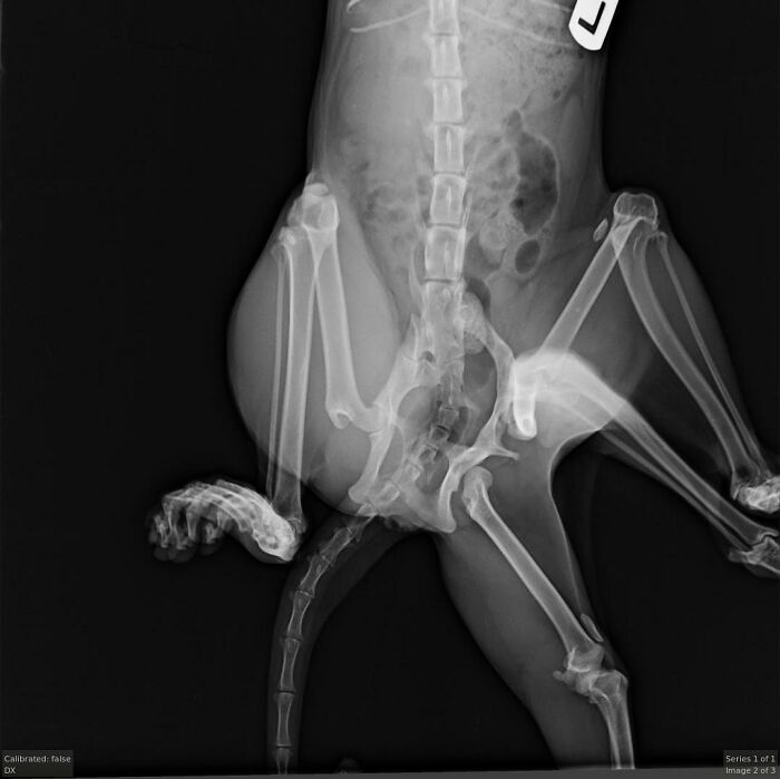 X-ray of an adorable kitten born with 6 legs showing skeletal structure before life-changing surgery.