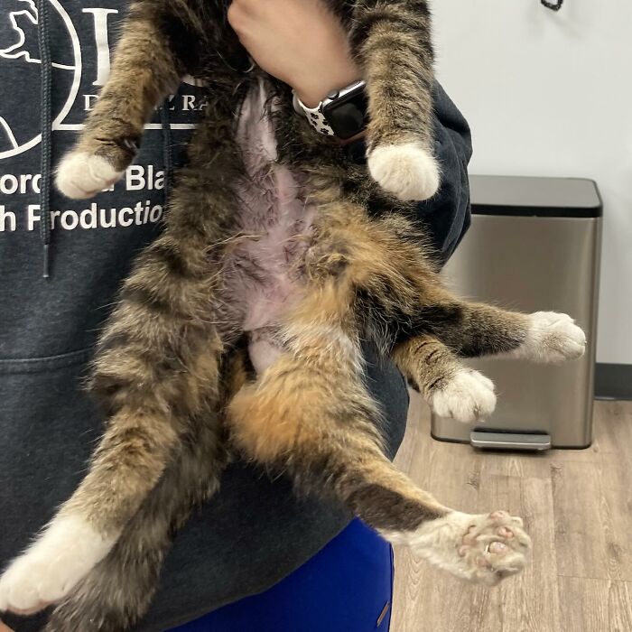 A six-legged kitten being held, showing all six legs after life-changing surgery and now thriving.