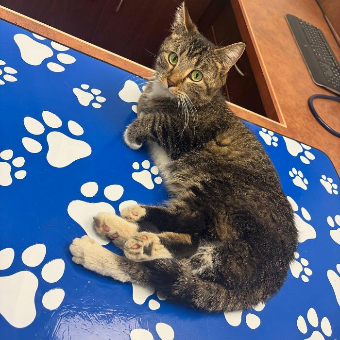 Tabby kitten with six legs lying on a blue mat with paw prints, thriving after life-changing surgery shown in indoor setting.