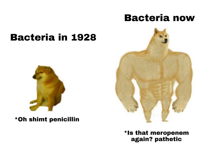 Comparison of weak bacteria in 1928 to strong bacteria now, illustrating antibiotic resistance in medical school memes.