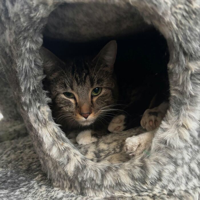 Adorable kitten with six legs resting inside a cozy furry cat bed, thriving after life-changing surgery