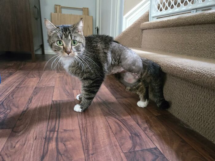 Adorable kitten with six legs after life-changing surgery standing on wooden floor near carpeted stairs.