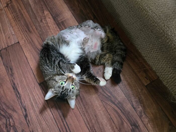 Adorable kitten with six legs resting on wooden floor after successful life-changing surgery and recovery.