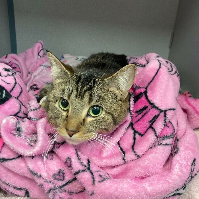 Kitten with six legs resting on a pink blanket, showing signs of thriving after life-changing surgery.