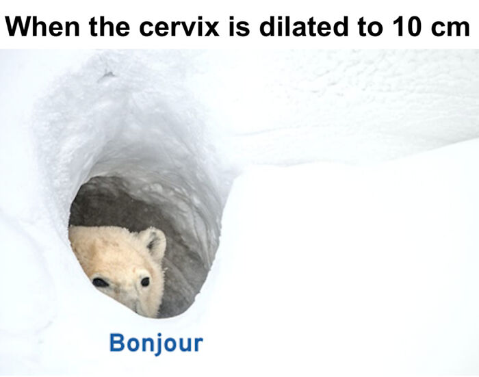 Polar bear peeking from a snowy hole with caption about cervix dilation, relatable medical school meme for future doctors.