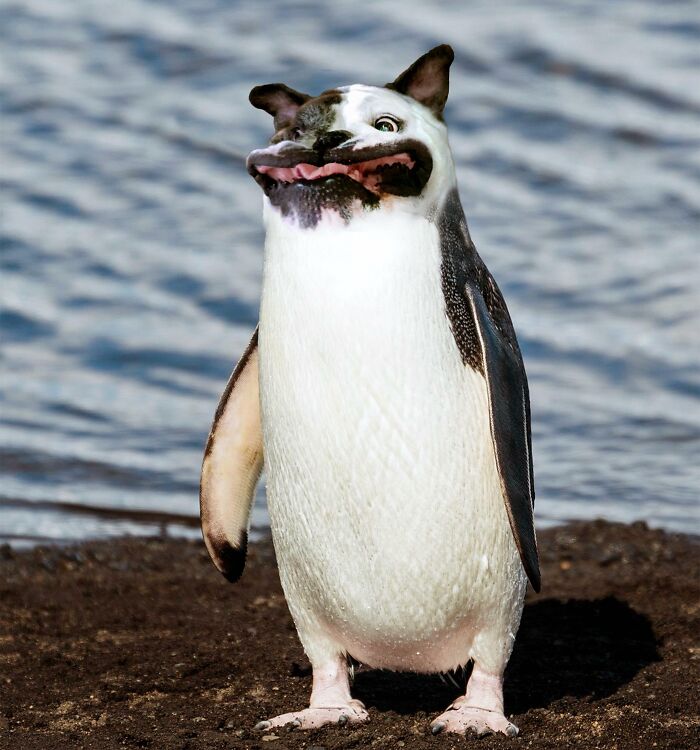 Penguin with a dog's face near water showcasing hilarious Photoshop skills and creative photo manipulation.