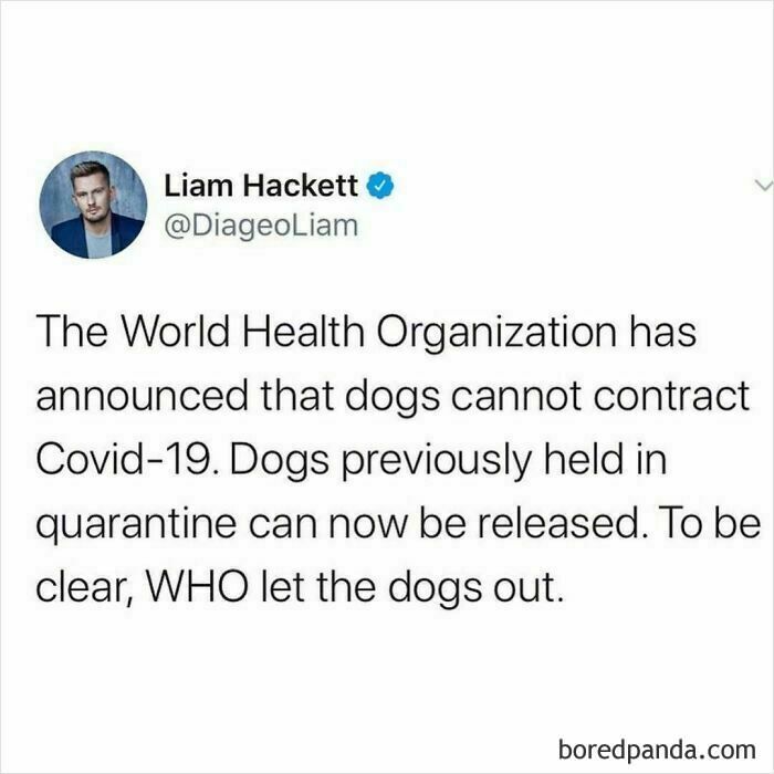 Tweet humor about dogs and Covid-19 featuring a pun on WHO letting the dogs out, related to dog memes.
