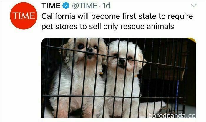 Two small dogs behind bars in a cage, representing rescue animals in a pet store law update.
