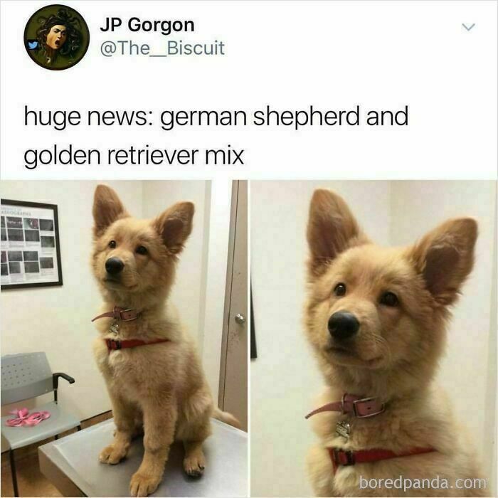 Cute German shepherd and golden retriever mix puppy sitting on a vet's table in funny and wholesome dog memes.