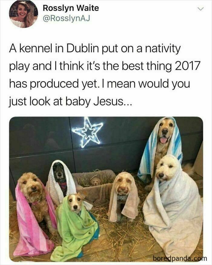 Six dogs wrapped in colorful towels posing as characters in a funny and wholesome dog memes nativity play scene.