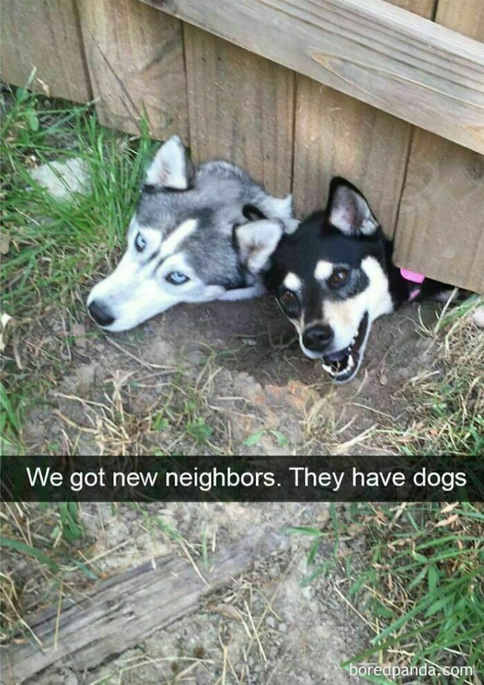 Two dogs peeking under a wooden fence with text about new neighbors having dogs, showcasing funny and wholesome dog memes.
