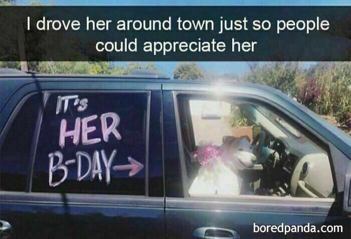 Dog sitting in a car with a bow, funny and wholesome dog meme celebrating her birthday on the window.
