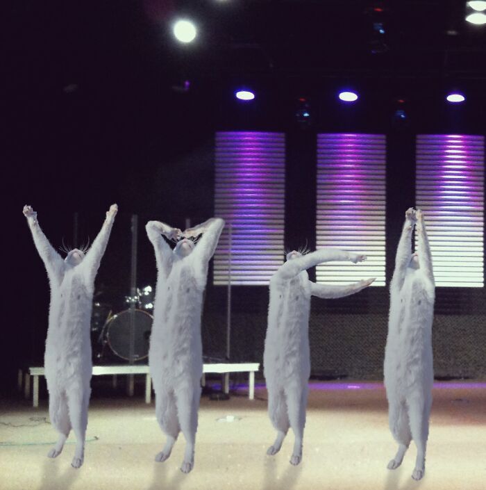 Four standing cats with human-like poses on stage under purple lights, showcasing hilarious Photoshop skills.
