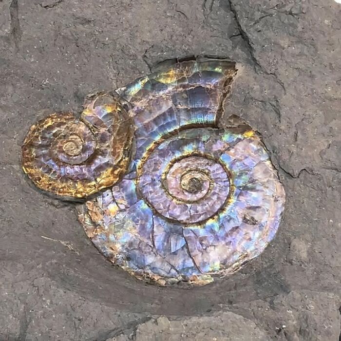Iridescent ammonite fossil embedded in rock showcasing a unique archeological and art wonder.