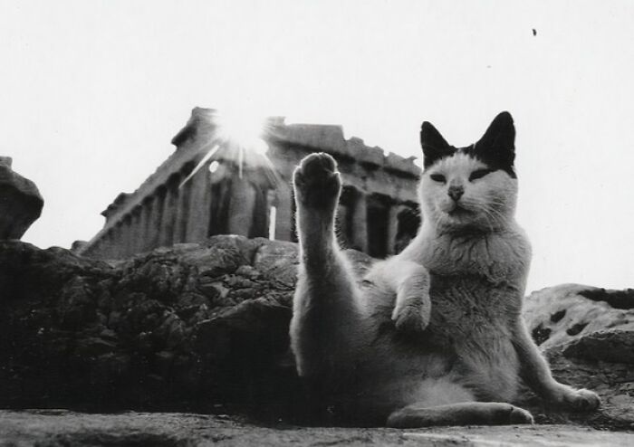 Black and white image of a cat posing in front of an ancient archeological site with sunlight peeking through ruins.