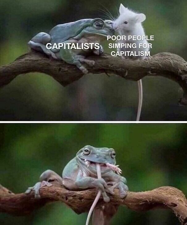 Frog labeled capitalists and mouse labeled poor people simping for capitalism in a nature meme about capitalism.