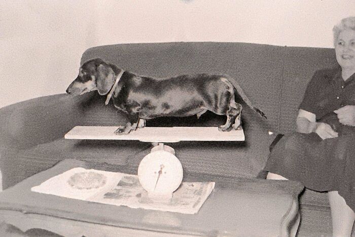 Black and brown dachshund standing on a scale on a couch with a woman smiling nearby in a found photo.